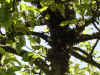 Schwarm am Baum