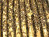 Blick ins Bienenvolk