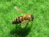 Biene im Rasen