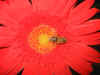 Biene auf einer Blume