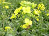 Biene auf der Rapsbl�te
